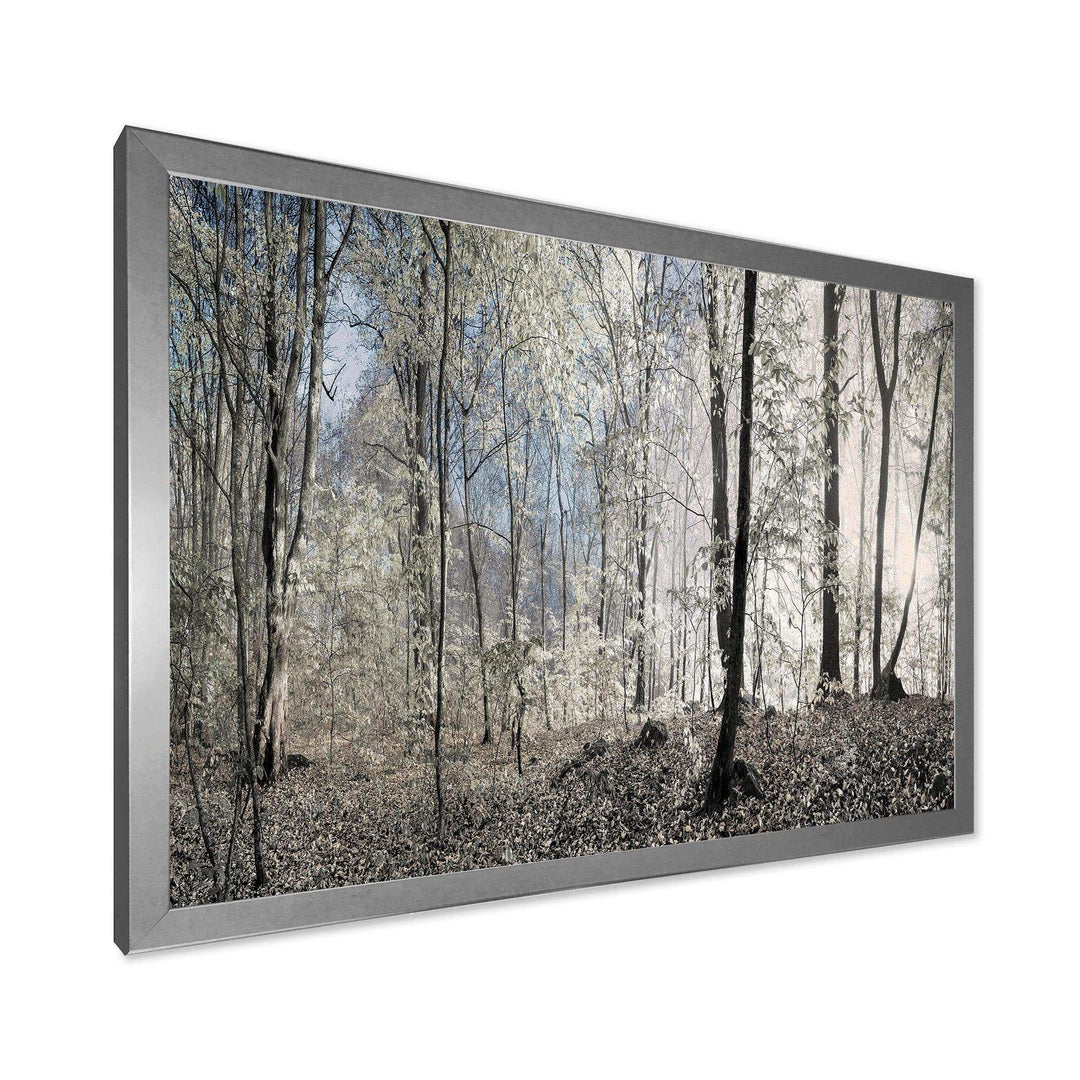 Dark Morning in Forest Panorama