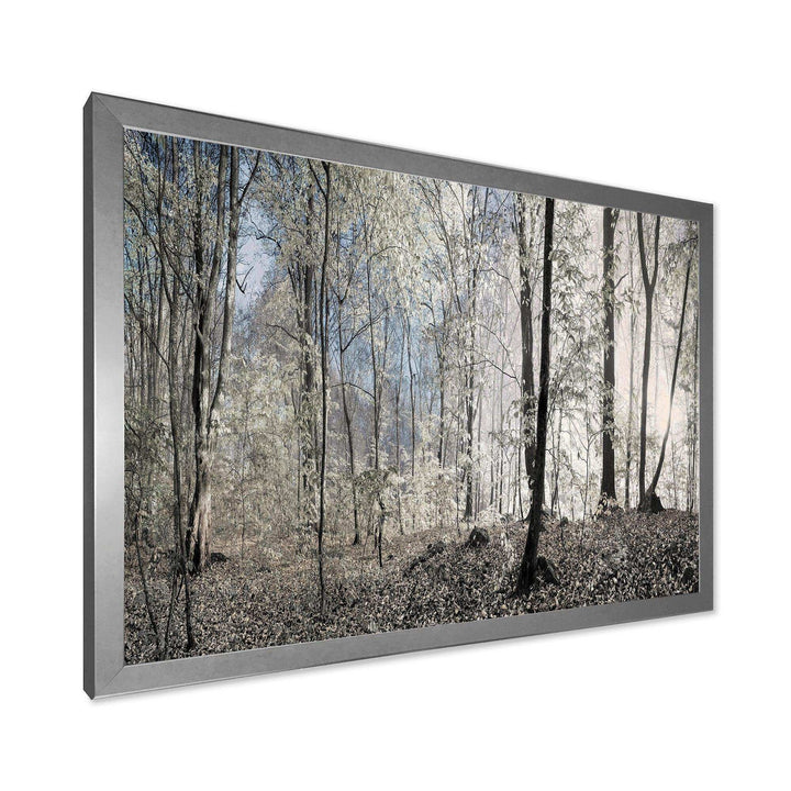 Dark Morning in Forest Panorama