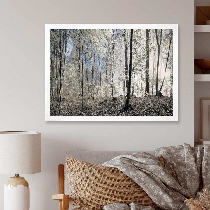 Dark Morning in Forest Panorama