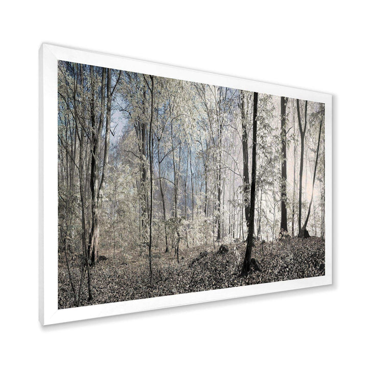 Dark Morning in Forest Panorama