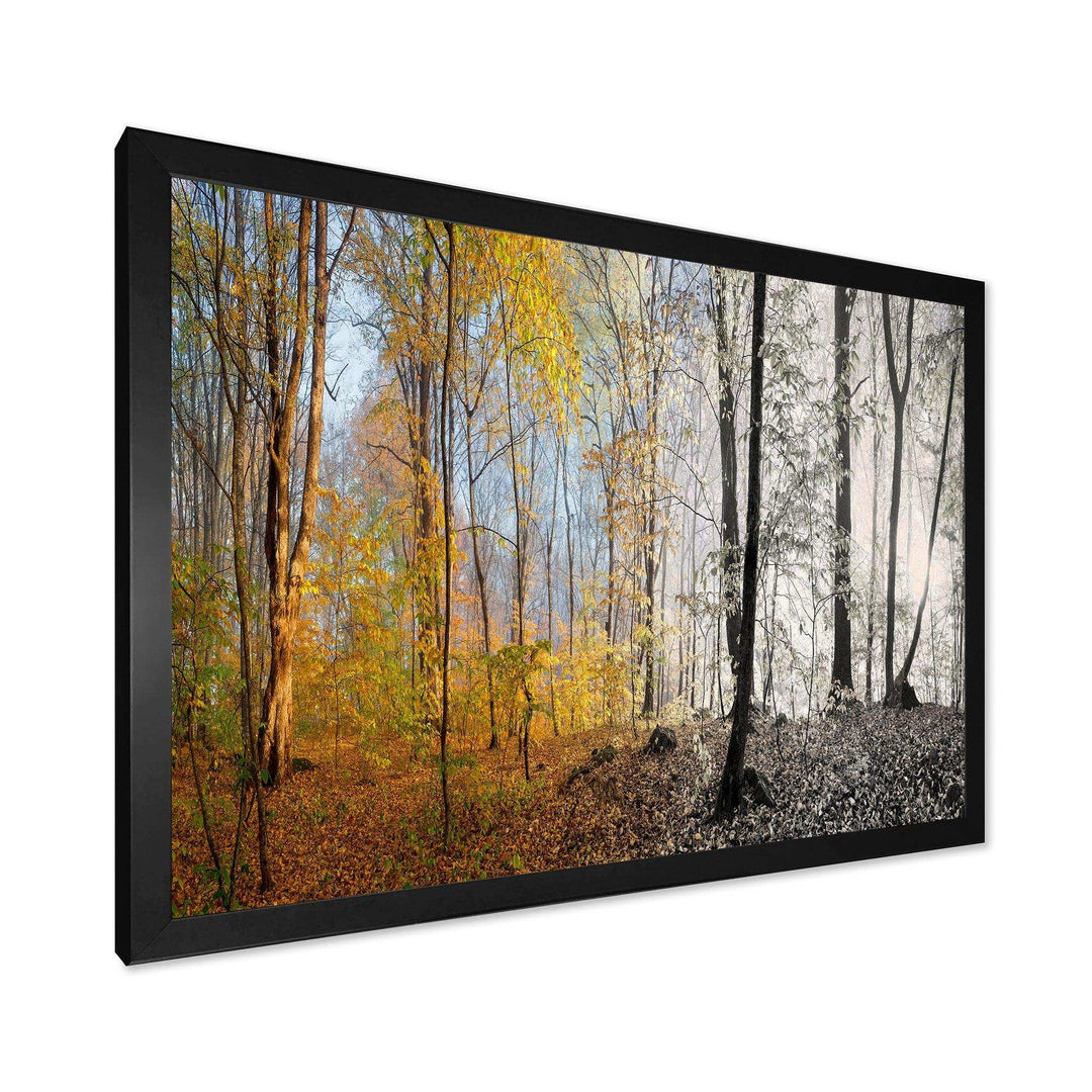 Yellow Morning in Forest Panorama