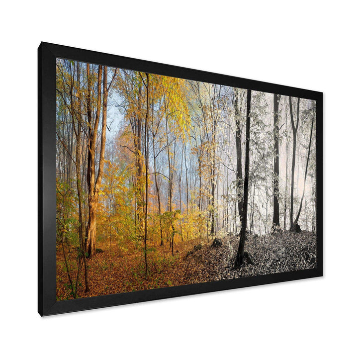 Yellow Morning in Forest Panorama