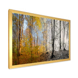 Yellow Morning in Forest Panorama