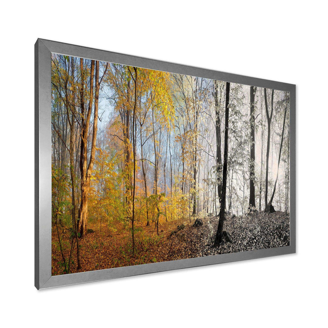 Yellow Morning in Forest Panorama