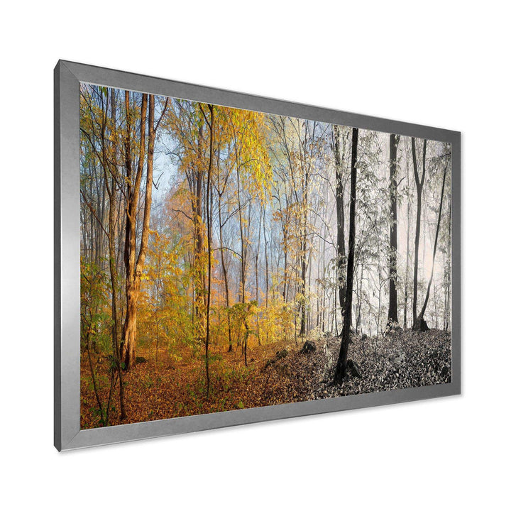Yellow Morning in Forest Panorama