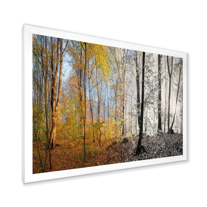 Yellow Morning in Forest Panorama