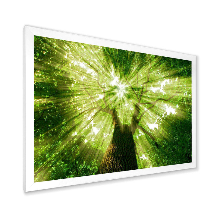 Sunlight Peeking through Green Tree
