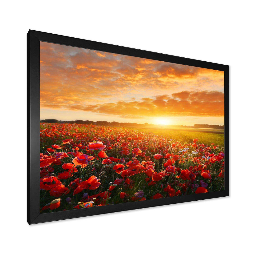 Beautiful Poppy Field at Sunset - Landscapes Wall Art Prints