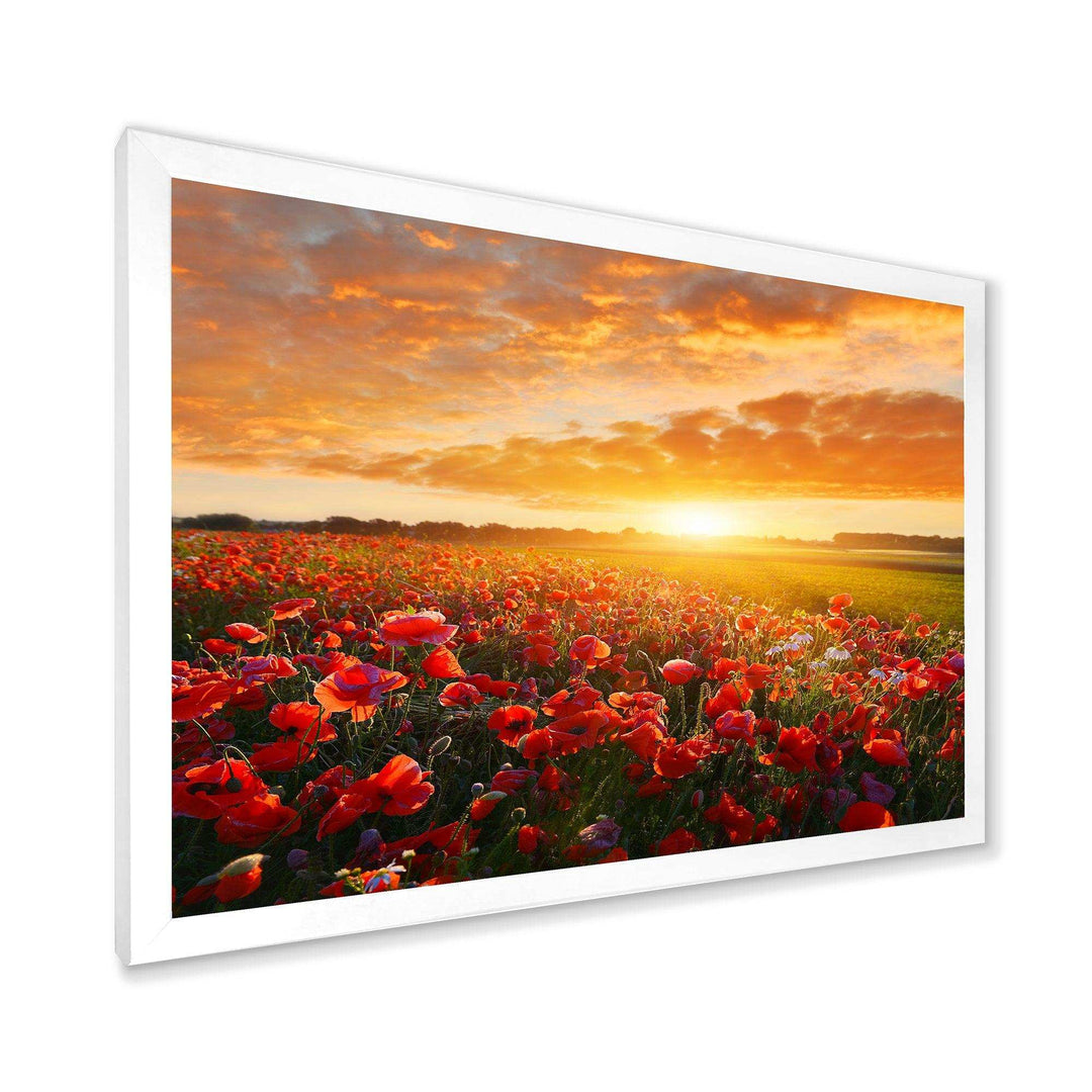 Beautiful Poppy Field at Sunset - Landscapes Wall Art Prints
