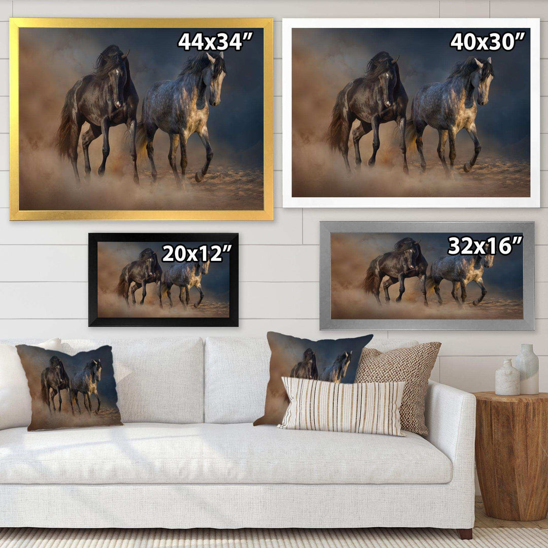 Black and white horse run