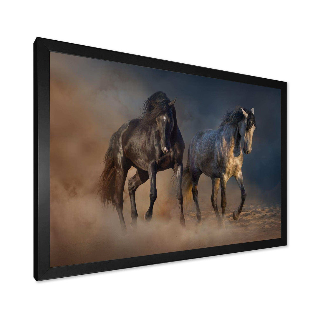 Black and white horse run