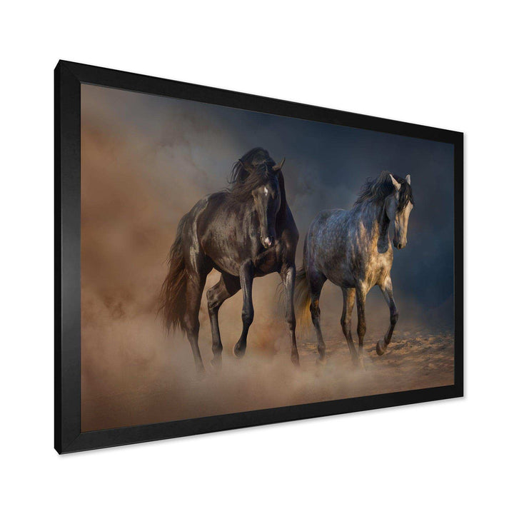Black and white horse run