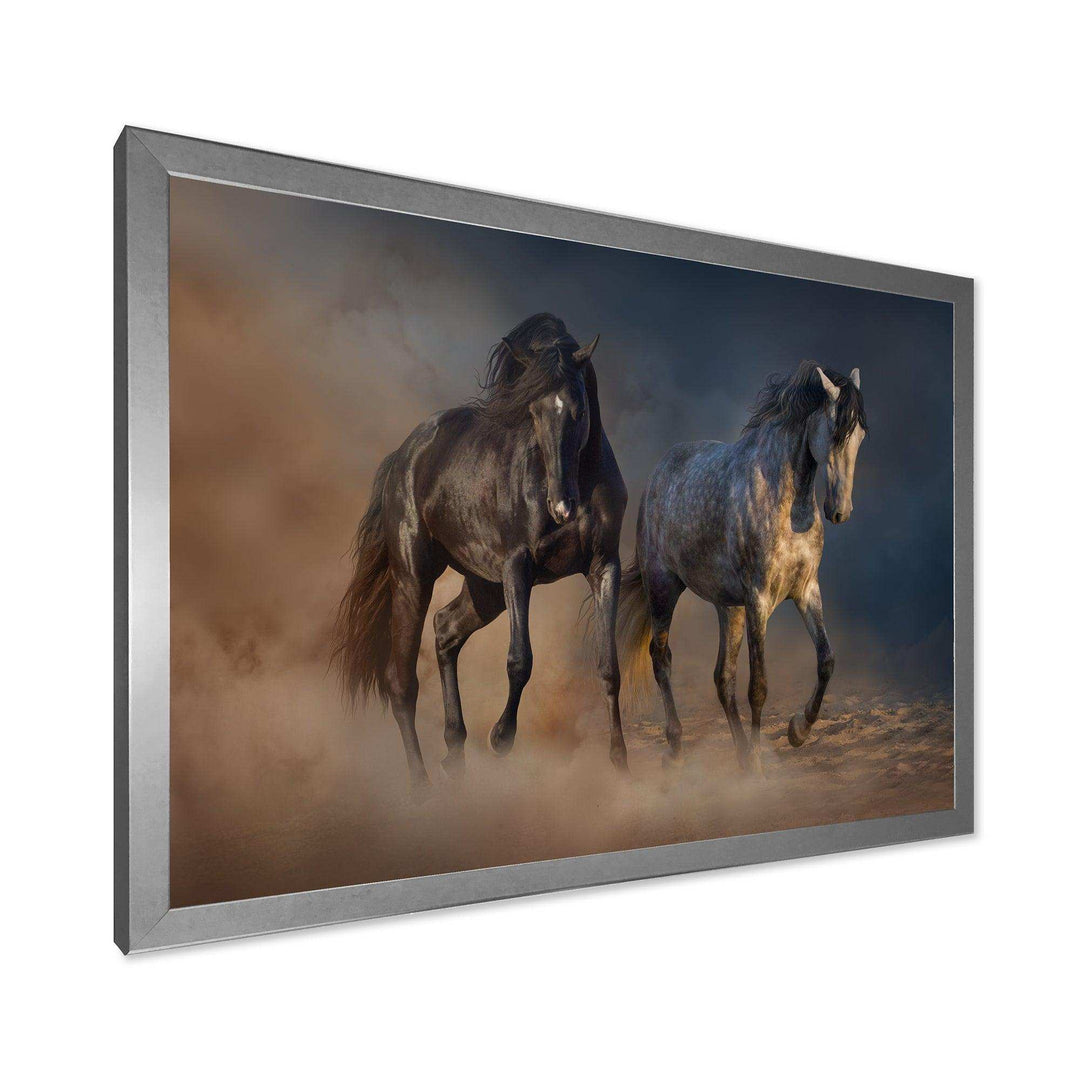 Black and white horse run