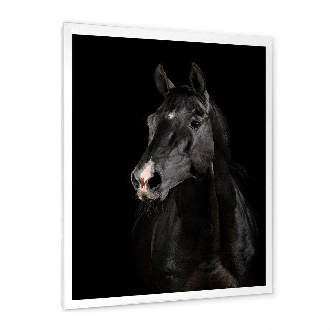 Black horse in darkness