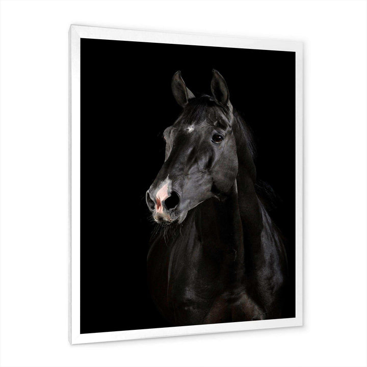 Black horse in darkness