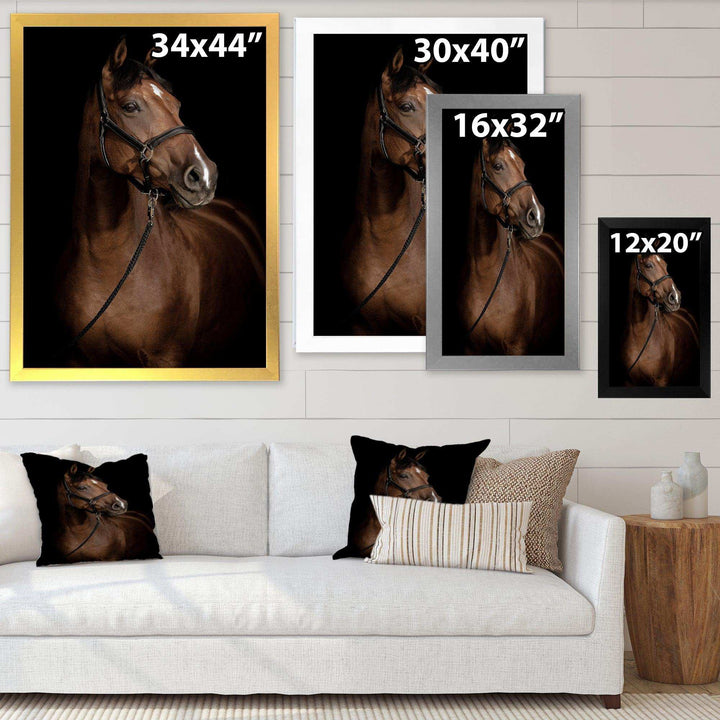 Horse Portrait