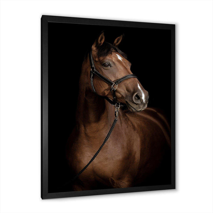 Horse Portrait