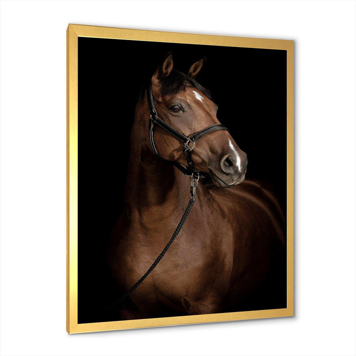 Horse Portrait