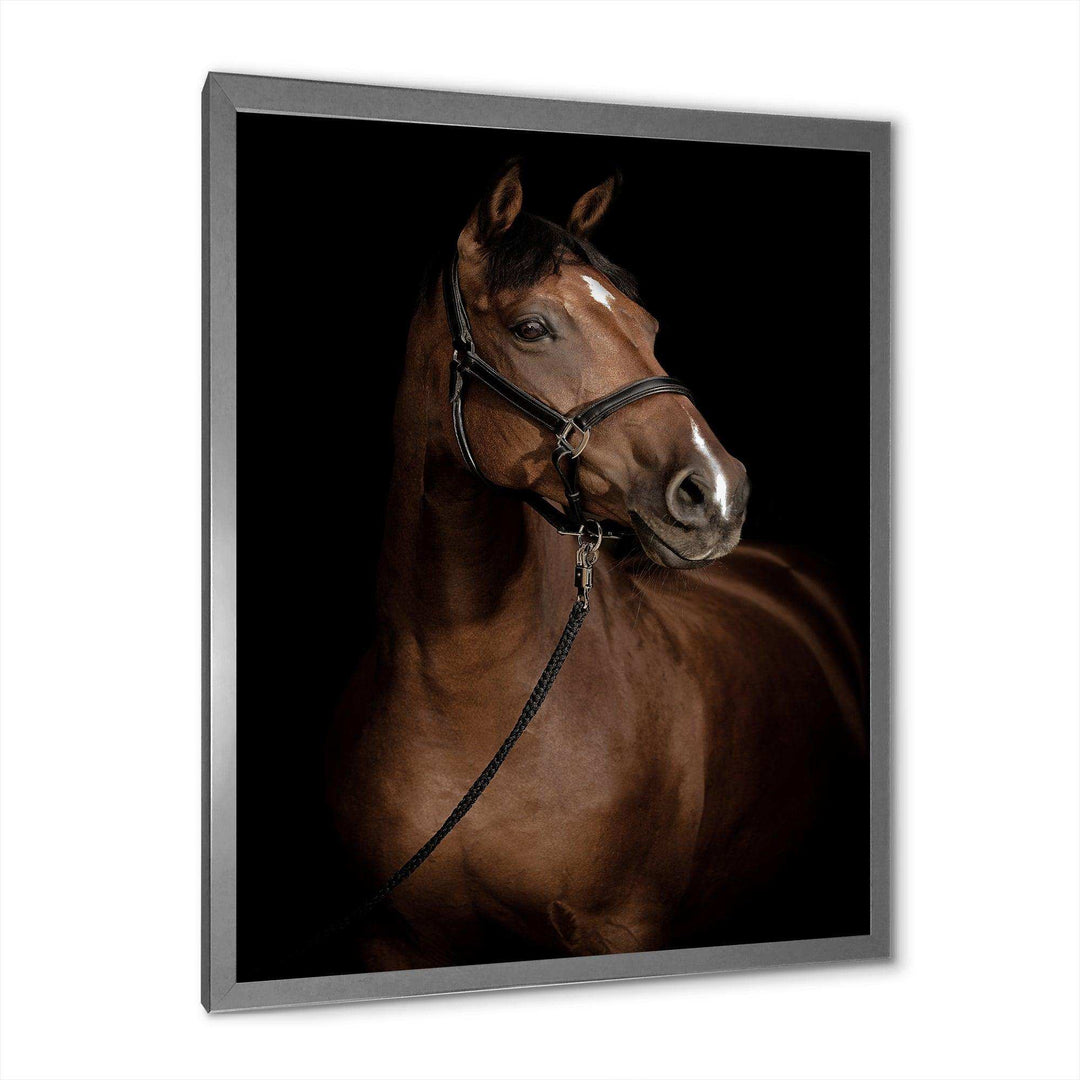 Horse Portrait