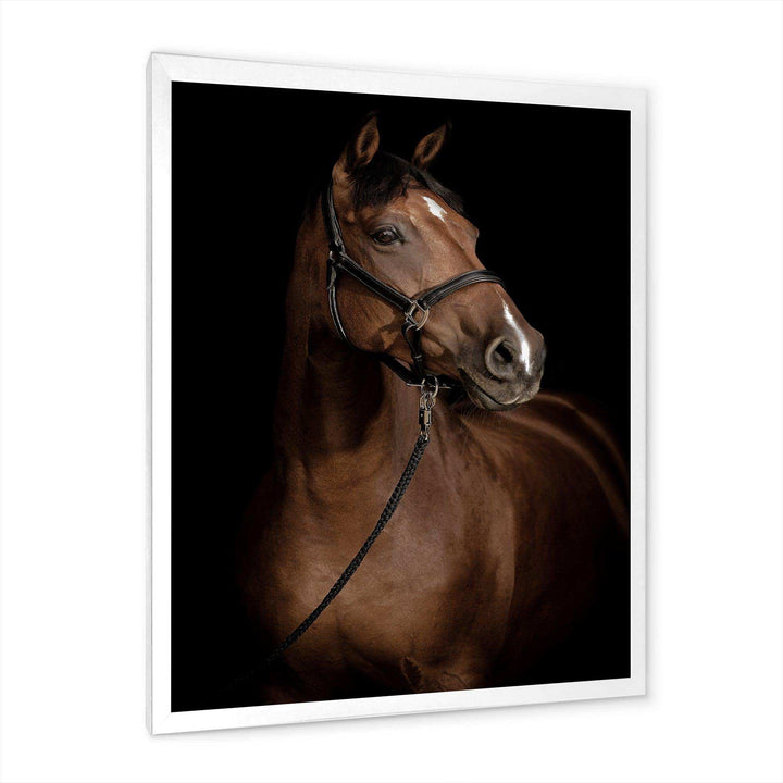 Horse Portrait