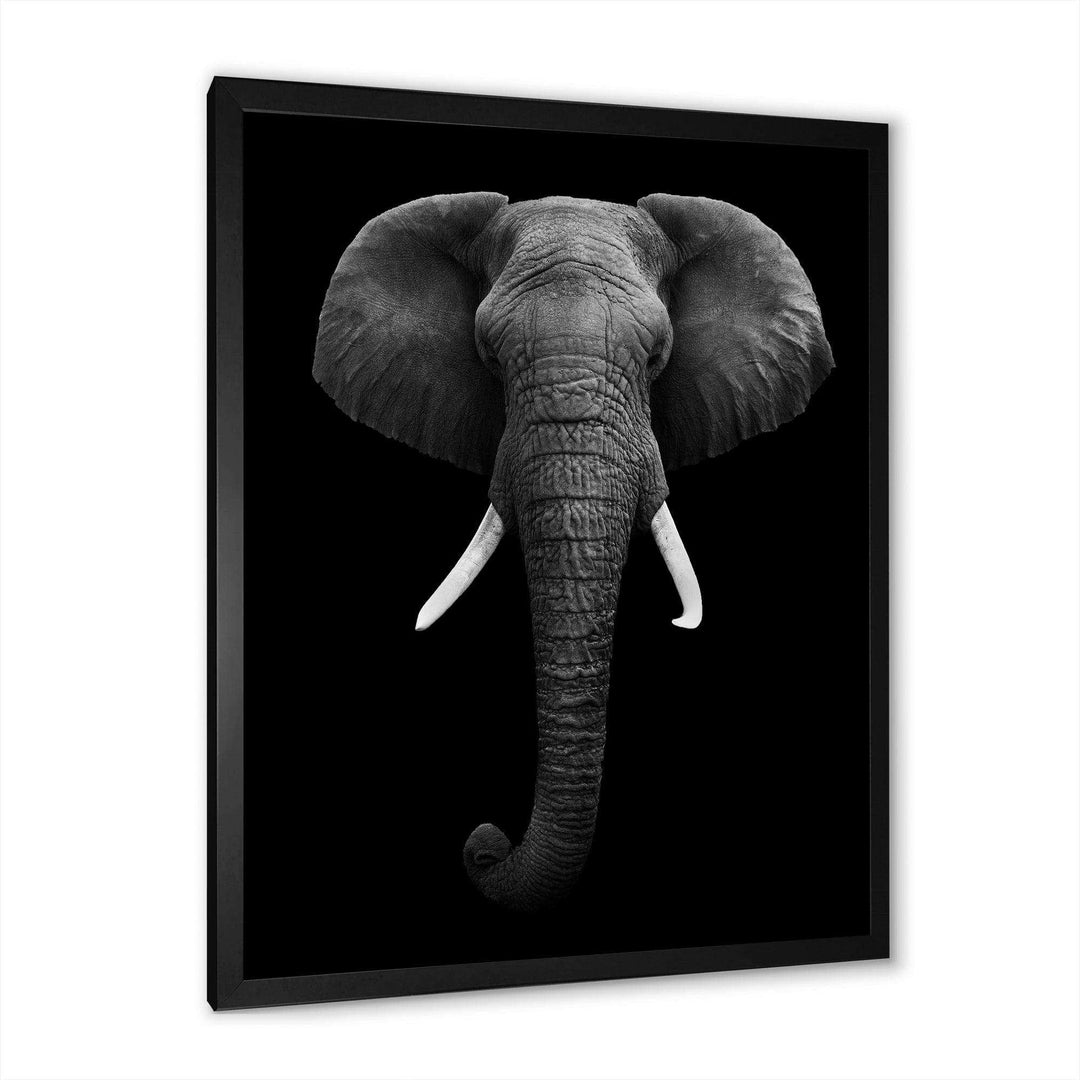 African Elephant