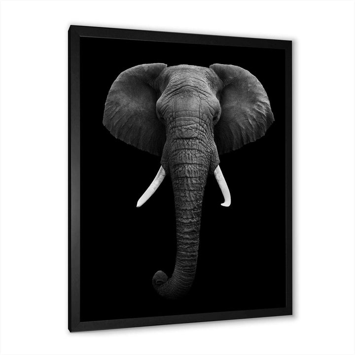 African Elephant