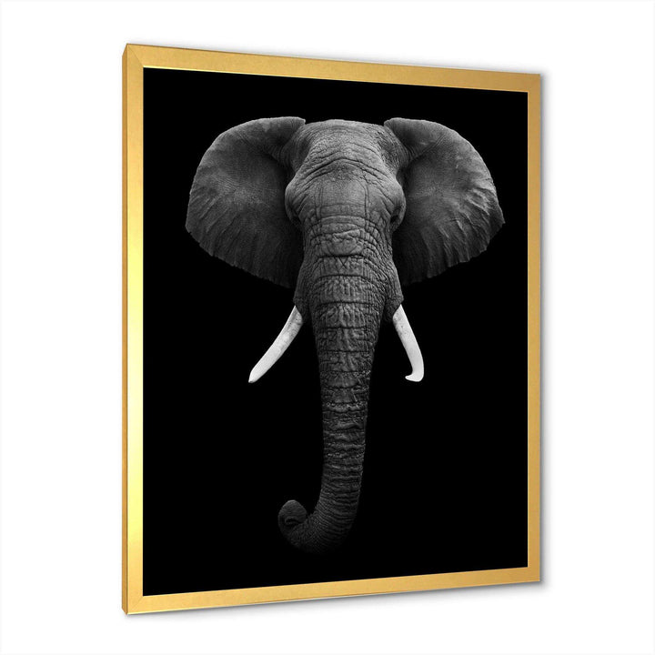 African Elephant