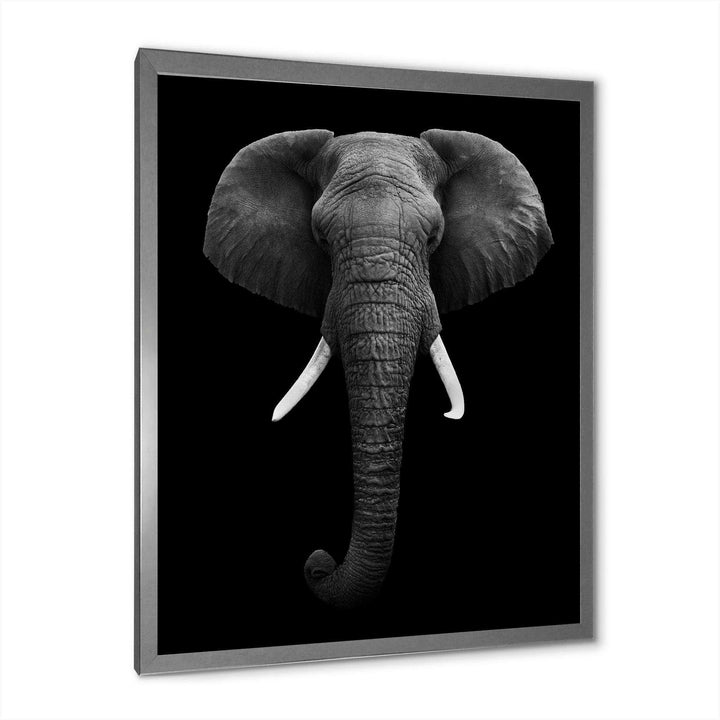 African Elephant
