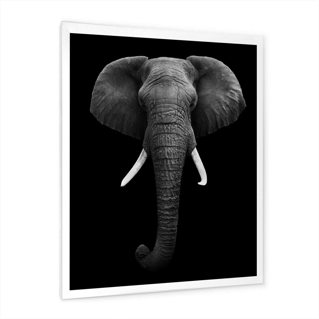 African Elephant