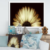 Sunflower in Black background