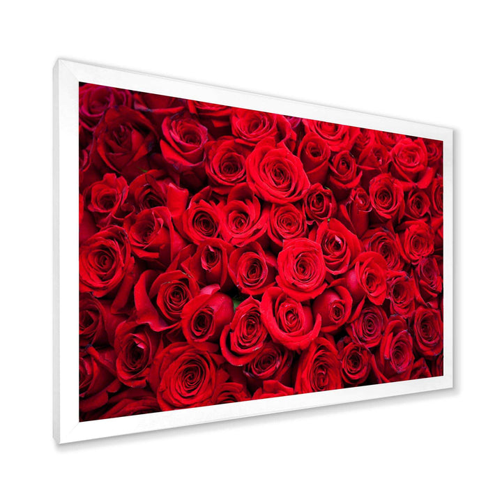 Winter Red Rose