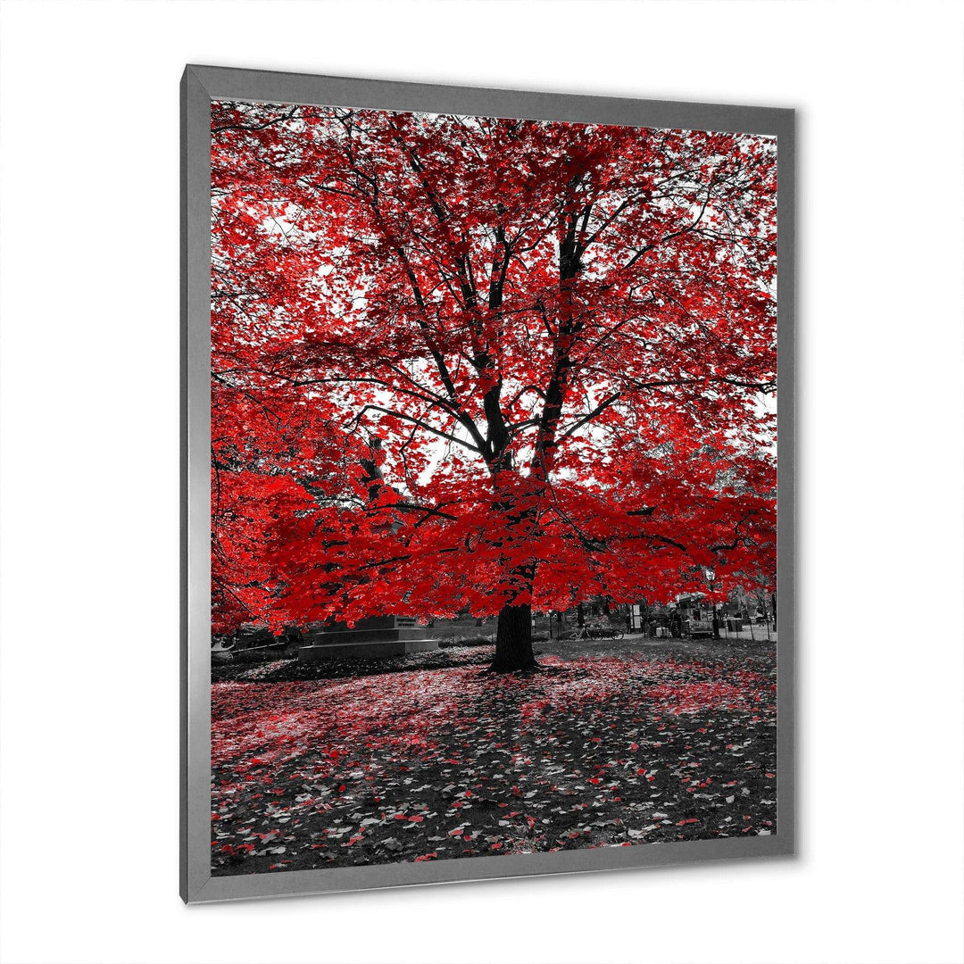 Red Tree in Central Park