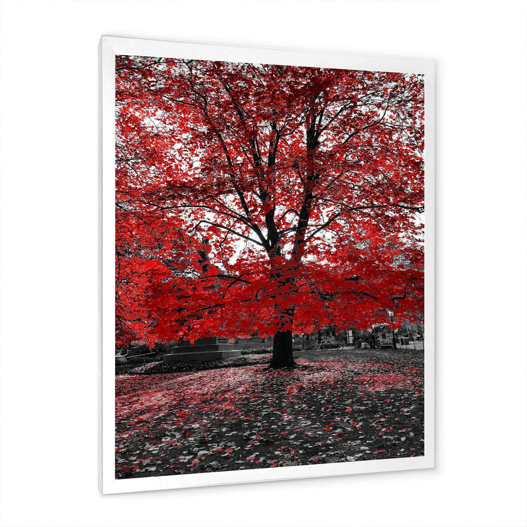 Red Tree in Central Park