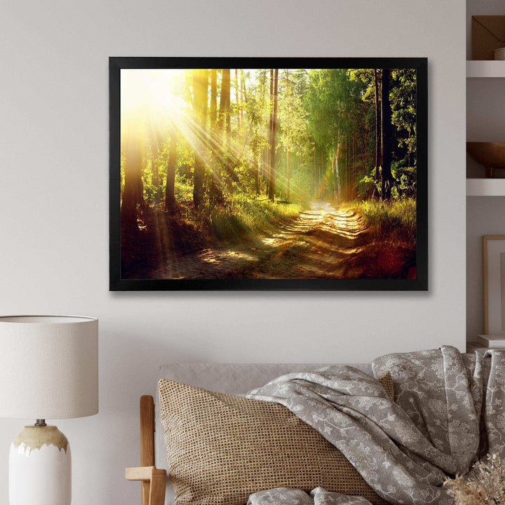 Sun Rays In Misty Old Forest