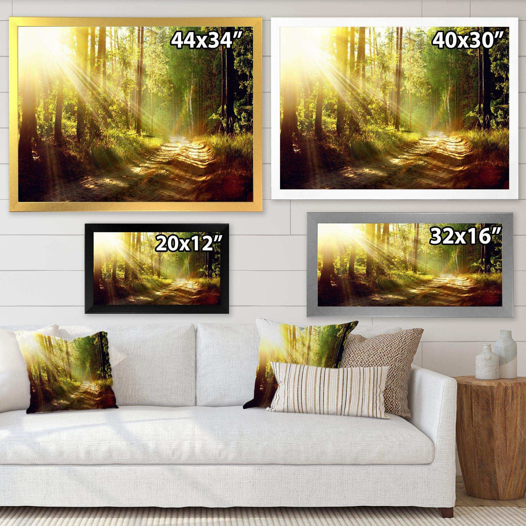 Sun Rays In Misty Old Forest
