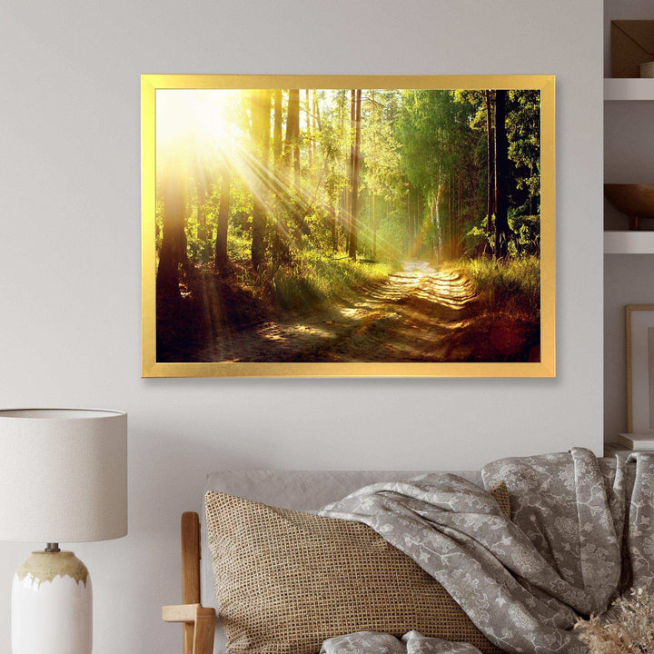 Sun Rays In Misty Old Forest