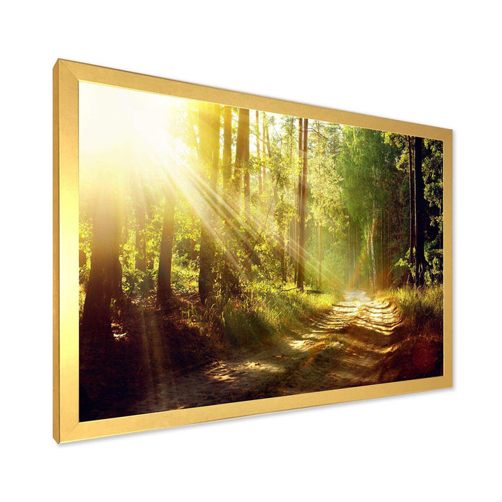 Sun Rays In Misty Old Forest