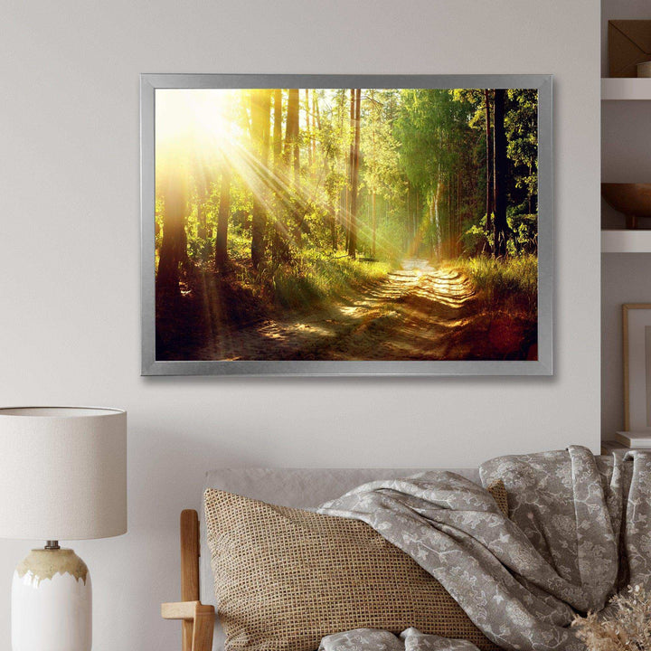 Sun Rays In Misty Old Forest