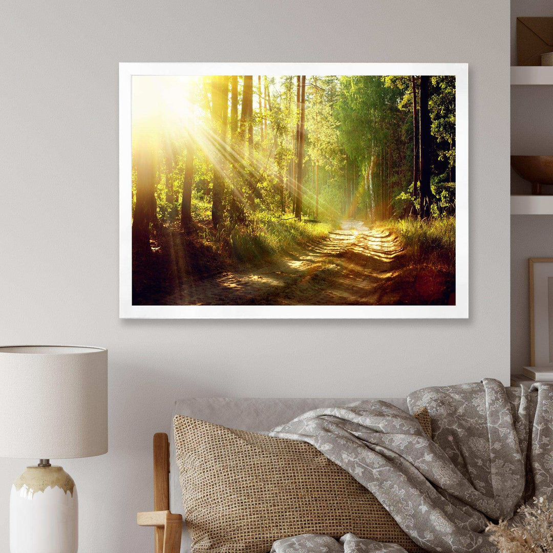 Sun Rays In Misty Old Forest