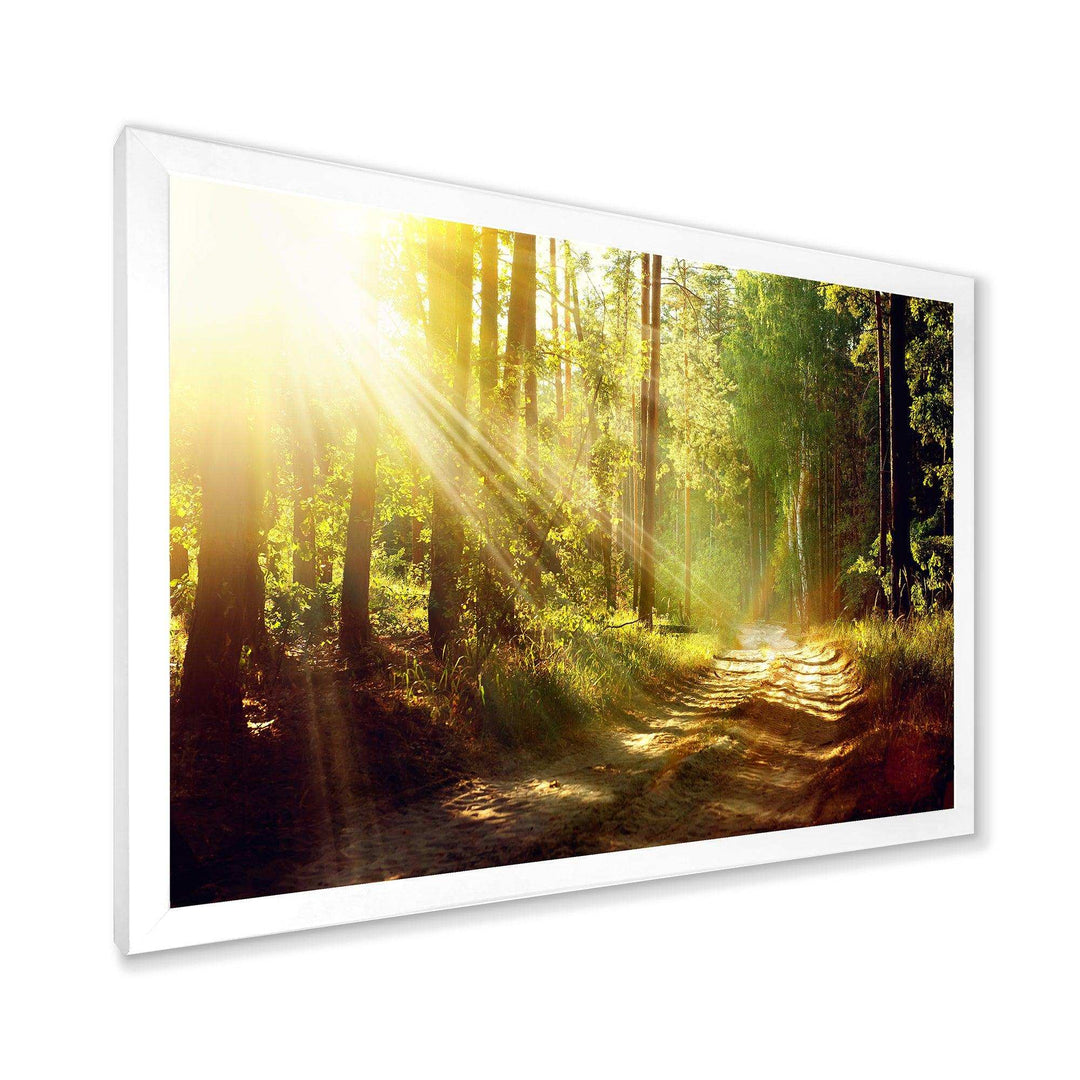 Sun Rays In Misty Old Forest