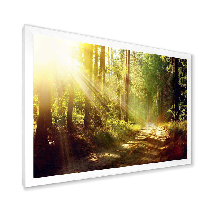 Sun Rays In Misty Old Forest