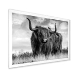 Longhaired Scottish Bull