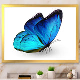 Vibrant Blue Butterfly