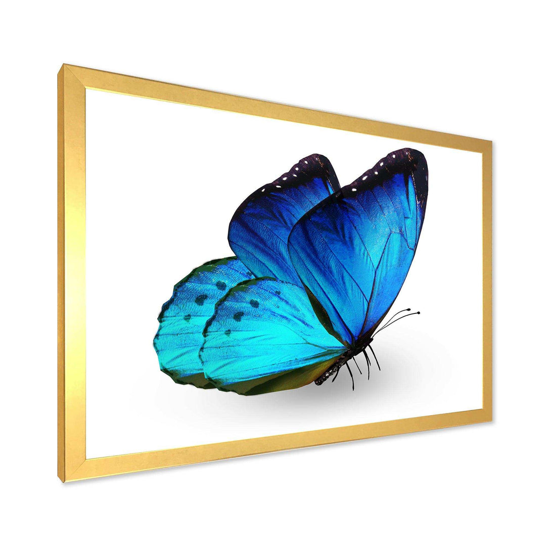 Vibrant Blue Butterfly