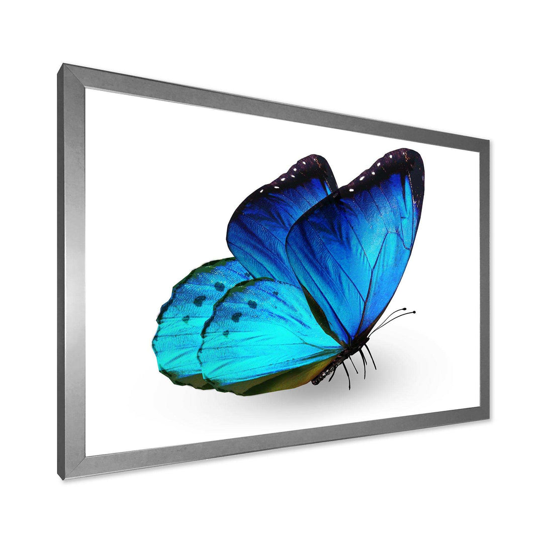 Vibrant Blue Butterfly