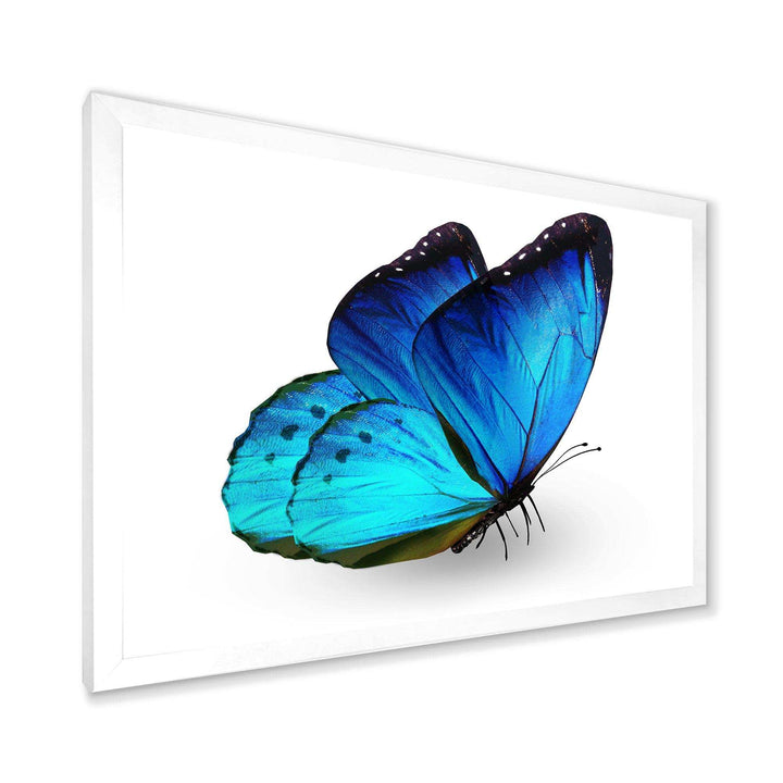 Vibrant Blue Butterfly