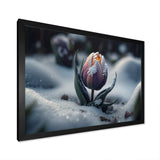 A Blooming Multicolor Tulip Flower In Winter II Framed Print Vibrant Black - 1.5"Width