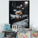 A Blooming Orange Daisy Flower In Winter I Framed Print Vibrant Gold - 1.5"Width