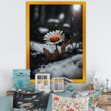 A Blooming Orange Daisy Flower In Winter I Framed Canvas Vibrant Black - 1.5"Thick