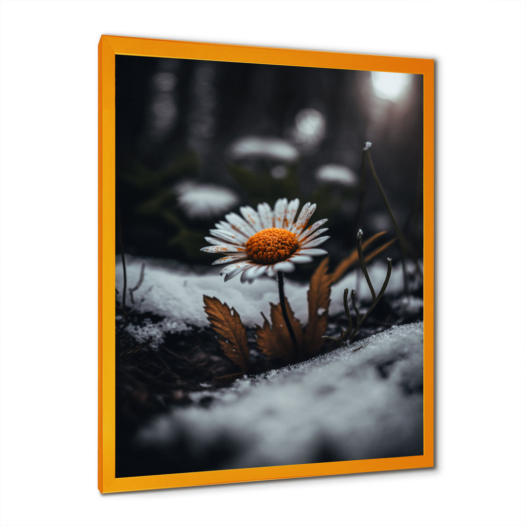 A Blooming Orange Daisy Flower In Winter I Framed Print Vibrant Gold - 1.5"Width